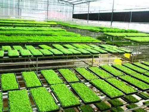 水稻育秧設備有幾種用法？